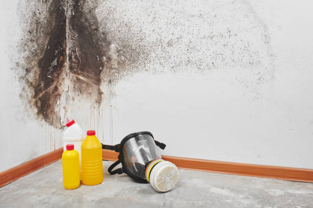 Mold Removal Process in Van Alstyne, TX