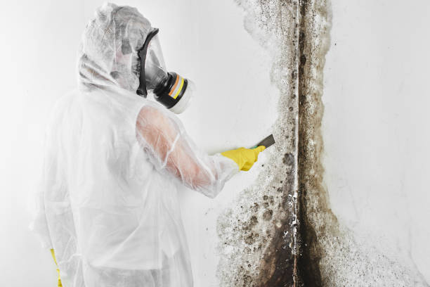 Best Mold Removal Near Me  in Van Alstyne, TX