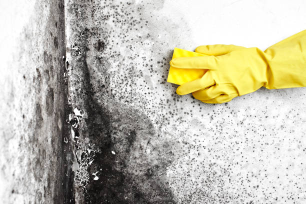 Best Emergency Mold Removal  in Van Alstyne, TX