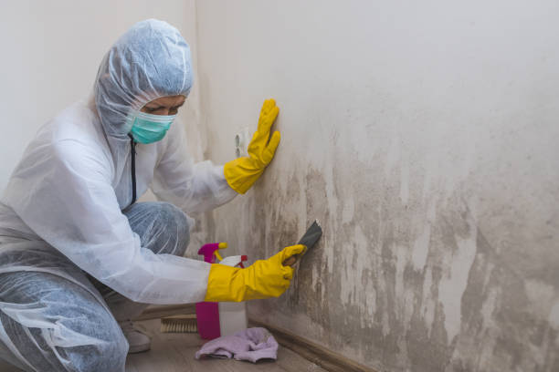 Best Mold Testing  in Van Alstyne, TX
