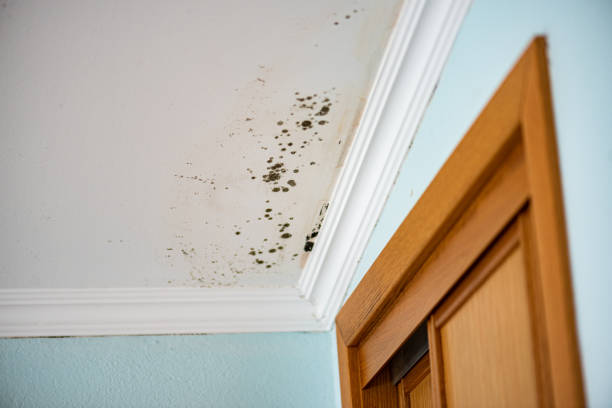 Best Mold Removal Specialists  in Van Alstyne, TX