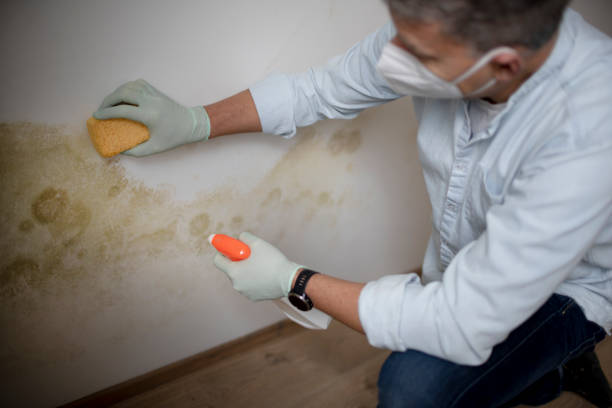 Best Crawl Space Mold Removal  in Van Alstyne, TX