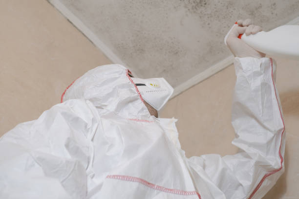 Best Mold Removal Company Near Me  in Van Alstyne, TX