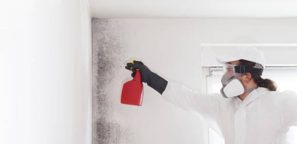 Best Fast Mold Removal  in Van Alstyne, TX