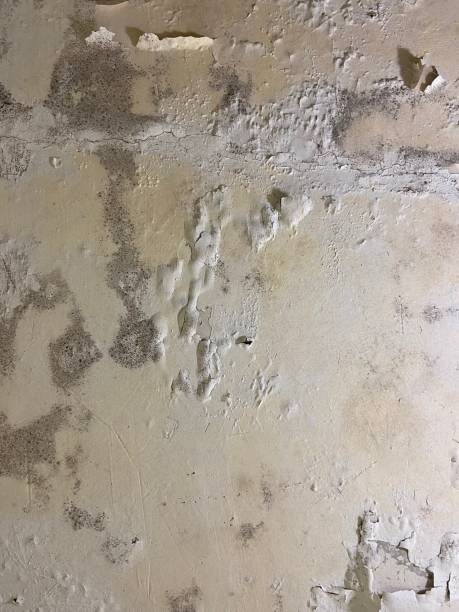 Office Mold Removal Services in Van Alstyne, TX