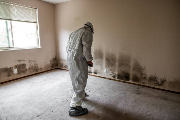 Best Certified Mold Removal  in Van Alstyne, TX