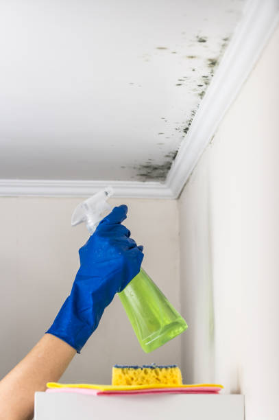 Best Mold Damage Repair  in Van Alstyne, TX