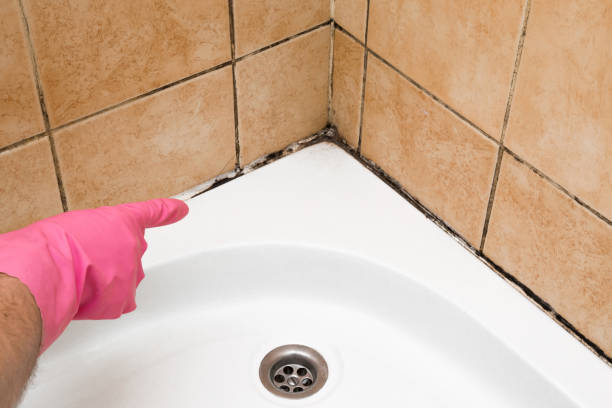 Best Attic Mold Removal  in Van Alstyne, TX